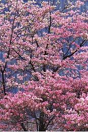 《艾尔登法环》全球销量破3000万份 官方感谢玩家支持